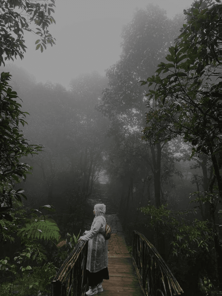 Dawn Forest Walk